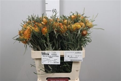 Banksia Formosa 60cm