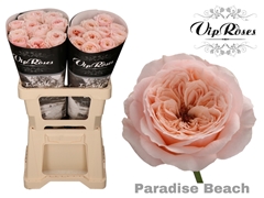 R Kl Paradise Beach X20