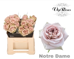 R Gr Notre Dame+ X20