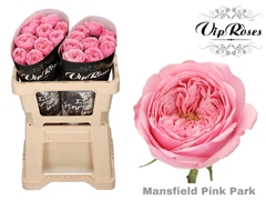 R Kl Pink Mansfi Park X20