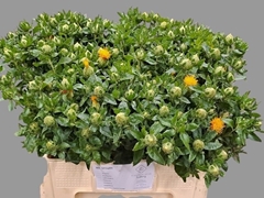 Carth T Orange Grena