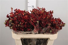 Anigoz Early Spring 70cm