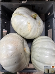Cucurbita Other