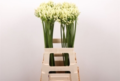 Agap Gletsjer 70cm