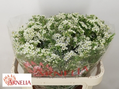 Chame Un Ofir 70cm 90gram 24