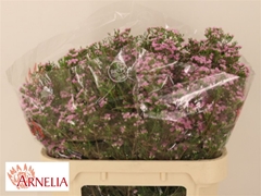 Chame Un Pirouette 70cm 70gram 24