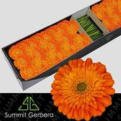 Germini Gizela 45cm 7cm Ø