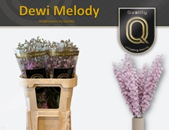 Delph El Dew Melody 80cm 23