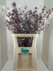 Callicarpa Bod Profu 100cm