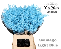 Solidago Light Blue