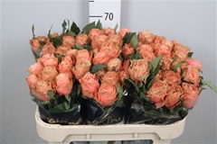 R Gr Kahala-bb 70cm