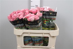 R Tr Birds Nest+ 70cm 75+