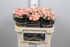 R Tr Fair Flow 70cm 55+