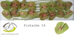 Anth A Pistache 11cm Ø