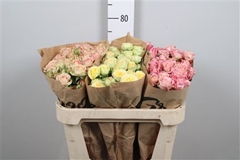 R Tr Mixed In Box 70cm 55+