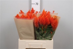 Cel P Sunday Orange 60cm