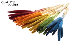 Babala Stem Rainbow 65cm