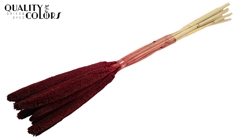 Babala Bordeaux 65cm