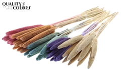 Babala Fr Mixed 65cm