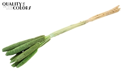 Babala Fr Mint 65cm