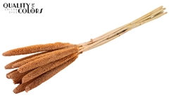 Babala Fr Salmon 65cm