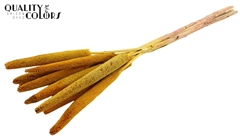 Babala Yellow 65cm