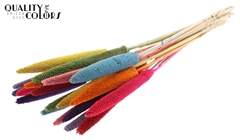 Babala Stem Rainbow 65cm