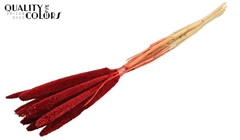 Babala Red 65cm