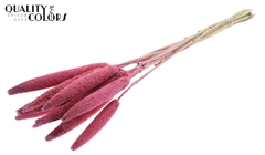 Babala Pink 65cm