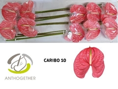 Anth A Caribo 15cm Ø
