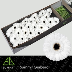 Germini Yukina 45cm 7cm Ø
