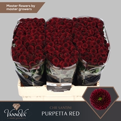 Chr San Aaa Purp Red 55cm 120g
