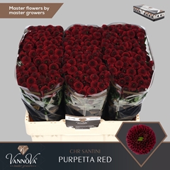 Chr San Aaa Purp Red 55cm 120g