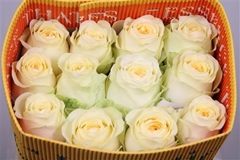 R Gr Buttercup 60cm
