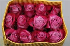 R Gr Deep Purple 60cm