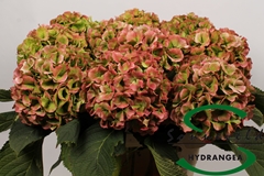 Hydr Verena Classic 60cm 17cm Ø