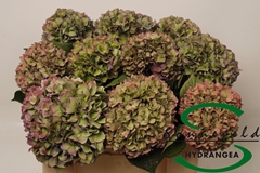 Hydr M Rodeo (CL) 50cm 15cm Ø