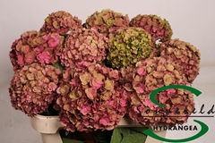Hydr M Roy Anasta Cl 75cm 16cm Ø