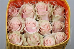 R Gr Pink Mondial 70cm