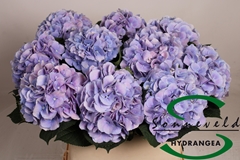 Hydr M Marsepein Bl 80cm 18cm Ø