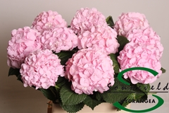 Hydr Pinky 60cm 10cm Ø