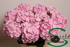 Hydr Pinky 60cm 15cm Ø