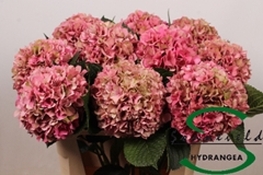 Hydr M Glow Alp Clas 75cm 16cm Ø