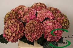 Hydr M Roy Anasta Cl 80cm 17cm Ø