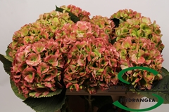 Hydr Verena Classic 75cm 18cm Ø