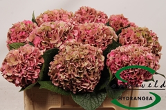 Hydr M Glow Alp Clas 50cm 14cm Ø