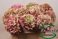 Hydr M Glow Alp Clas 50cm 14cm Ø