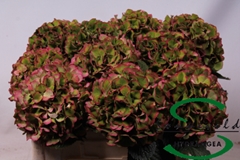 Hydr M Glow Alp Clas 50cm 13cm Ø