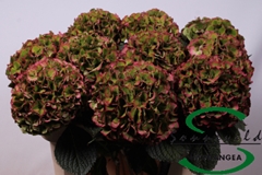 Hydr M Glow Alp Clas 75cm 16cm Ø