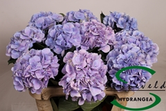 Hydr M Marsepein Bl 75cm 17cm Ø